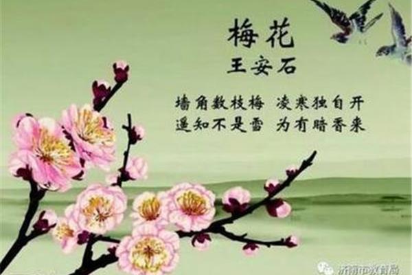 梅花古诗带拼音