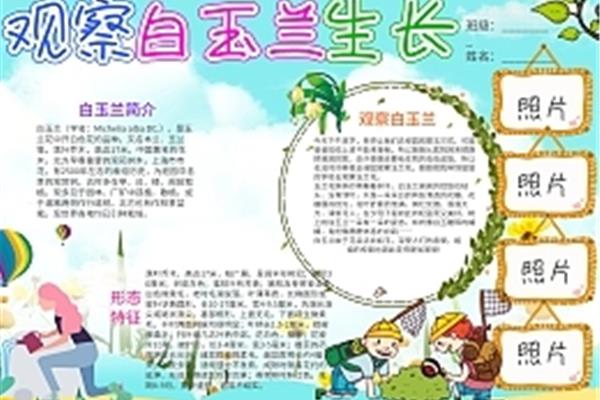 向日葵观察日记