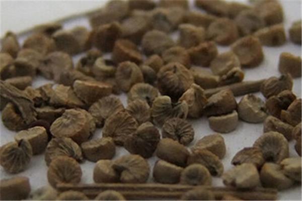 葵子的功效与作用