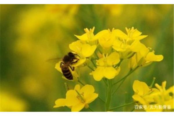 蜂是一首什么诗