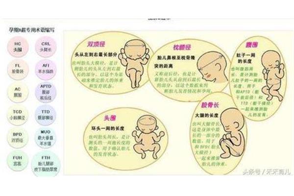 胎儿体重计算
