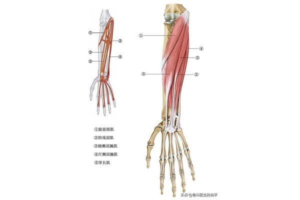 上肢肌肉解剖图谱