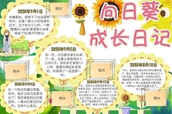 向日葵观察日记