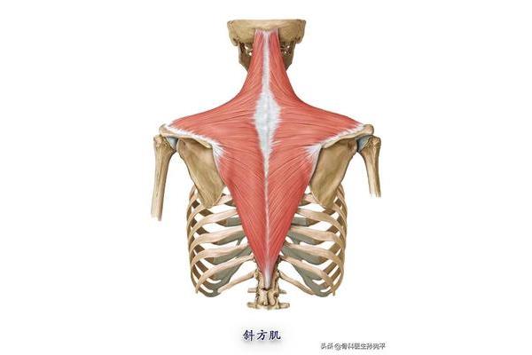 上肢肌肉解剖图谱