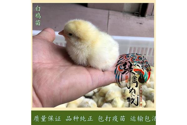 白公鸡打一字