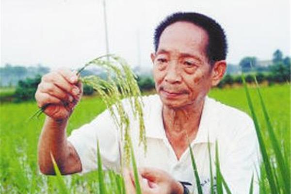 袁隆平的贡献