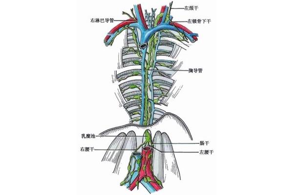 右淋巴导管