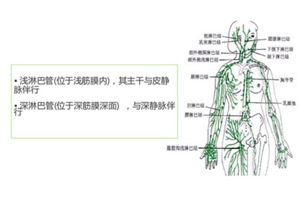右淋巴导管