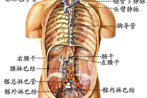 右淋巴导管