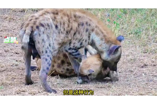 无法无天打一动物
