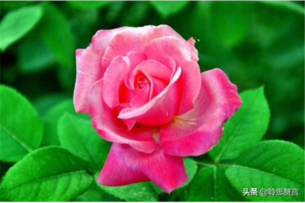 玫瑰花诗句