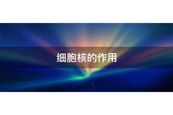 细胞核作用