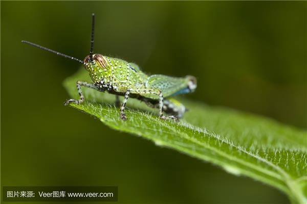 蝗虫有脊椎吗