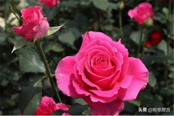 玫瑰花诗句