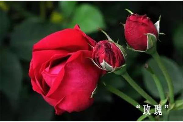 玫瑰花诗句