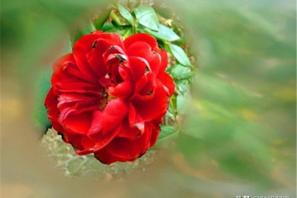 玫瑰花诗句