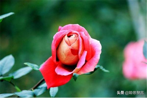 玫瑰花诗句