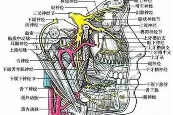三叉神经在哪