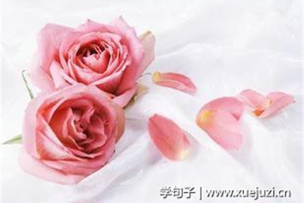 玫瑰花诗句