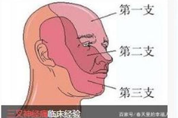 三叉神经在哪