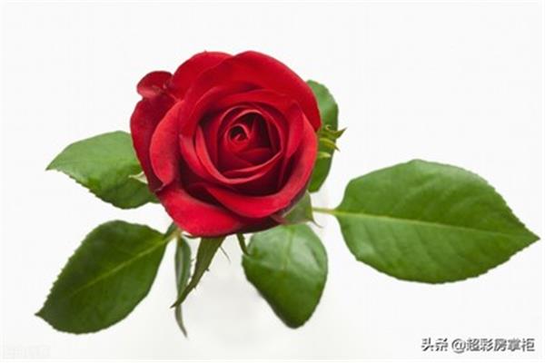 玫瑰花诗句