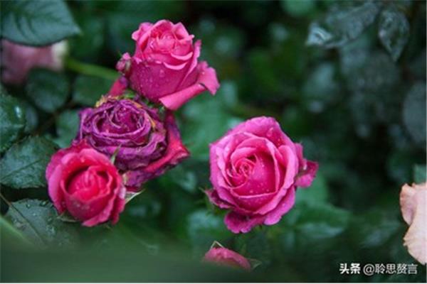 玫瑰花诗句