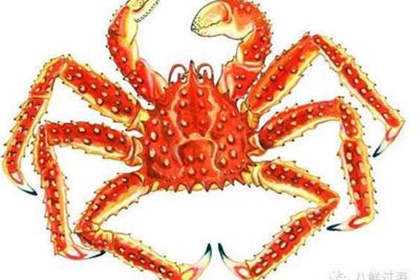 帝王蟹有几条腿