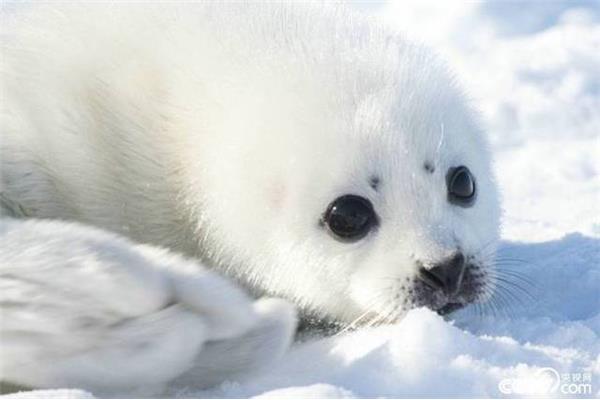 格陵兰海豹