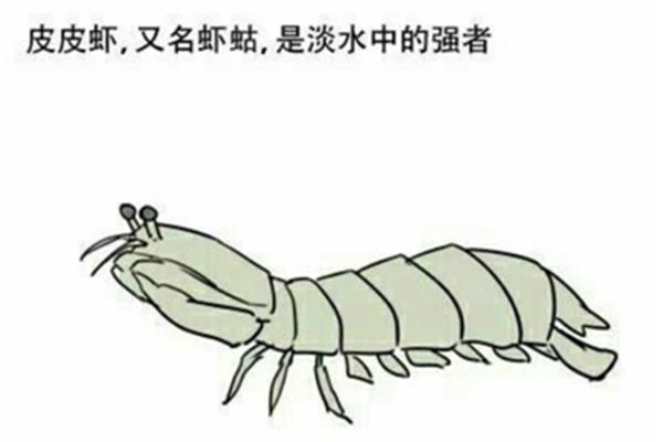 皮皮虾表情包