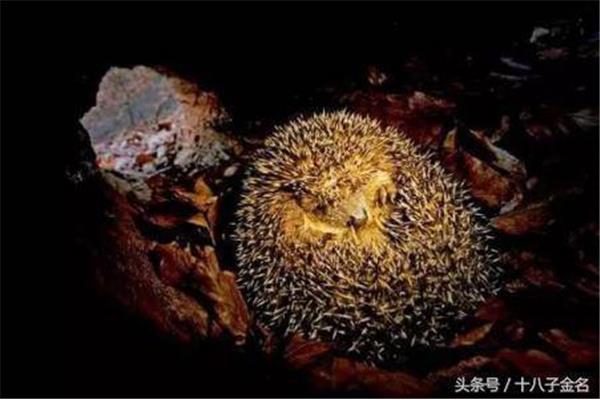 哪些动物需要冬眠