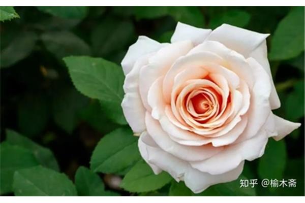 月季花诗词