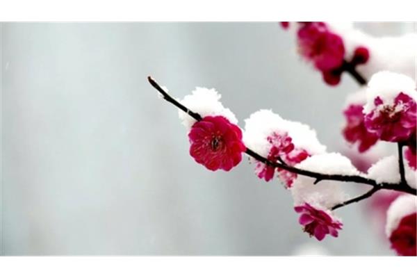 梅花最美诗词