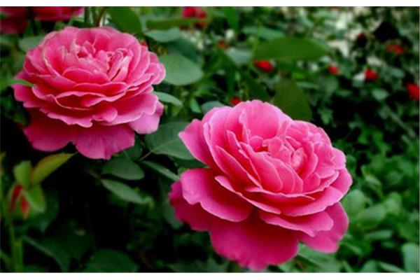 月季花诗词