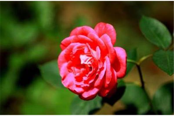 月季花诗词