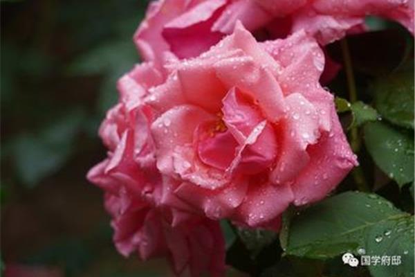 月季花诗词