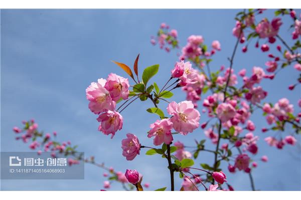春天的什么