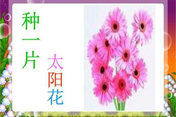 种一片太阳花