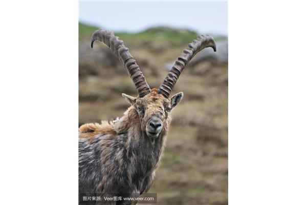 野生山羊图片