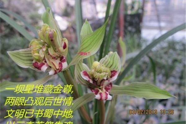 赞美花的诗