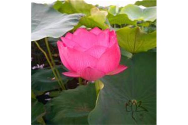 莲花的别名