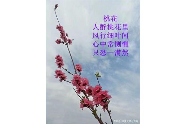 赞美花的诗