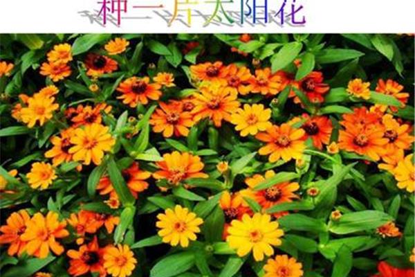 种一片太阳花