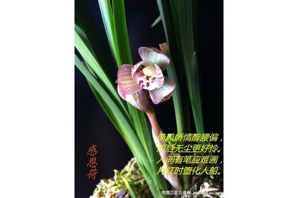 赞美花的诗