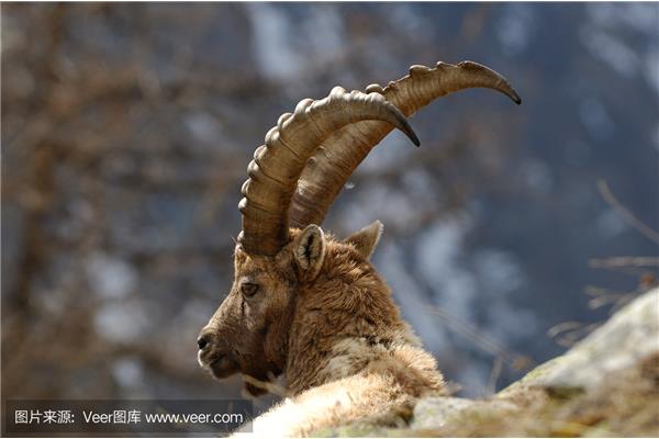野生山羊图片
