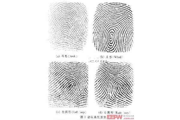 指纹的类型