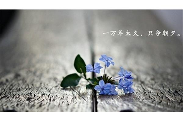 感恩励志语句