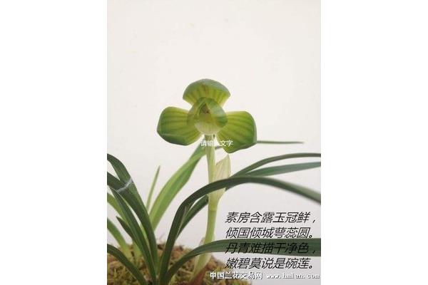 赞美花的诗