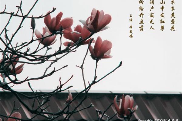 赞美花的诗