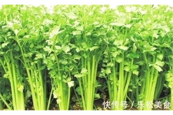 芹菜好消化吗