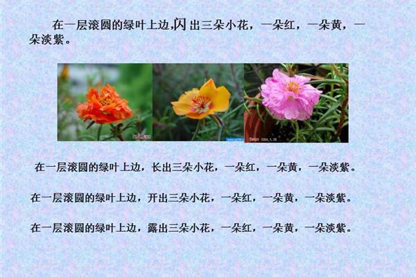 种一片太阳花
